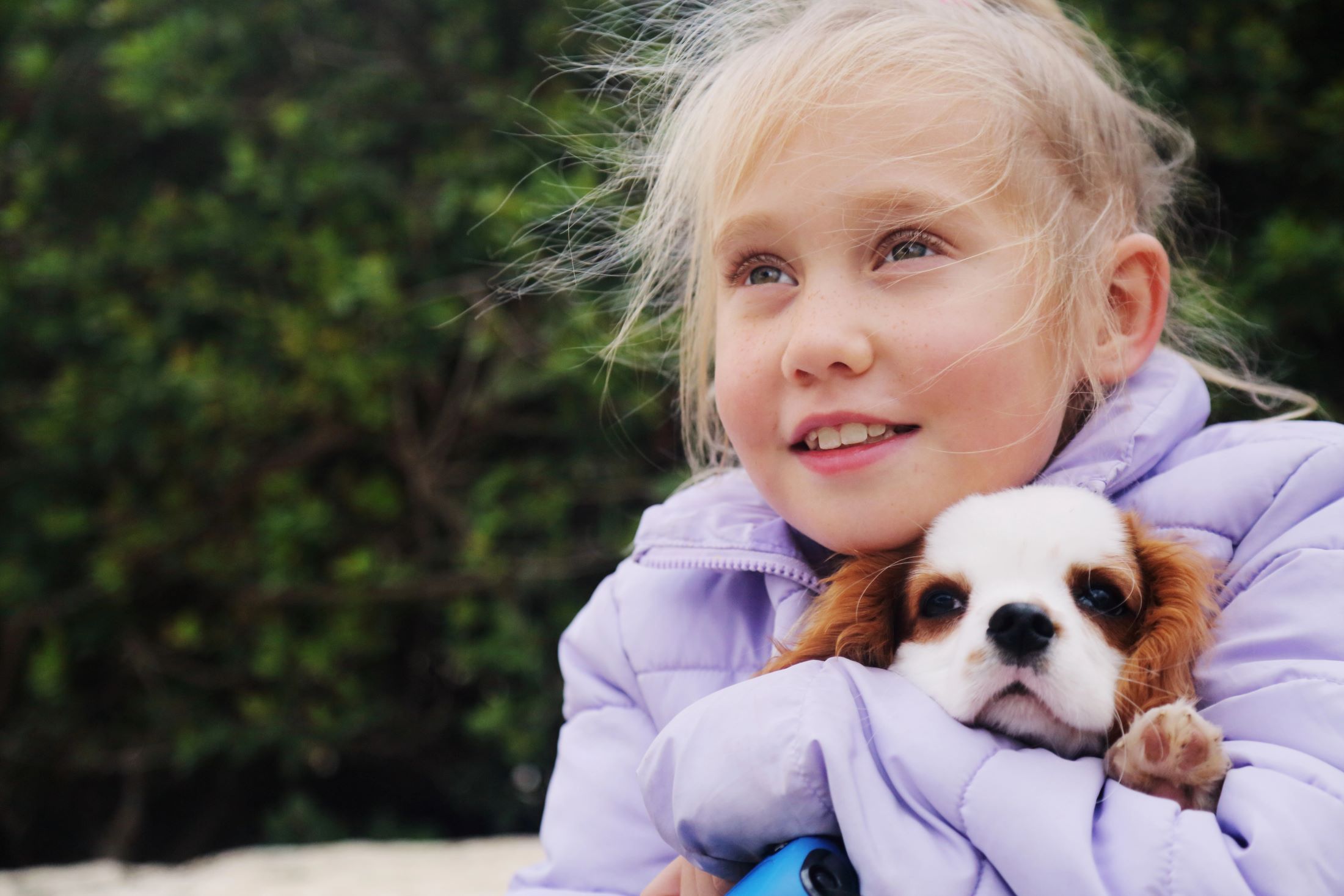Giant Great Dane affectionately pushing his head into a woman’s face