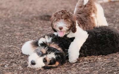 Why Porchlight Puppies Breeds More Than One “Breed” (And Why That’s a Good Thing)